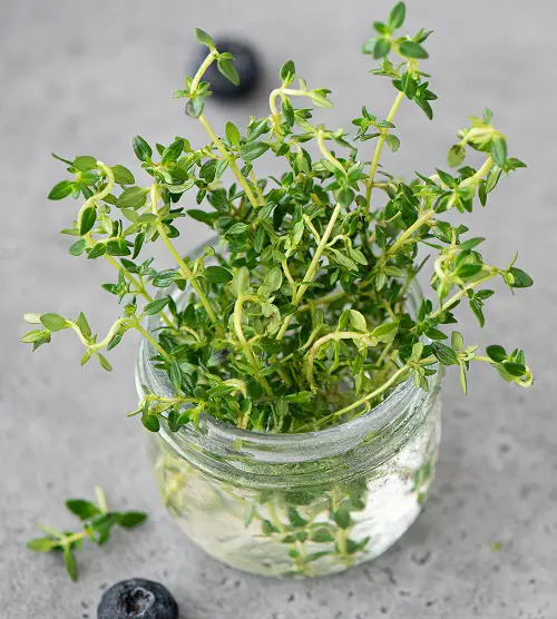 Herbs that Grow from One Cutting and a Glass of Water 