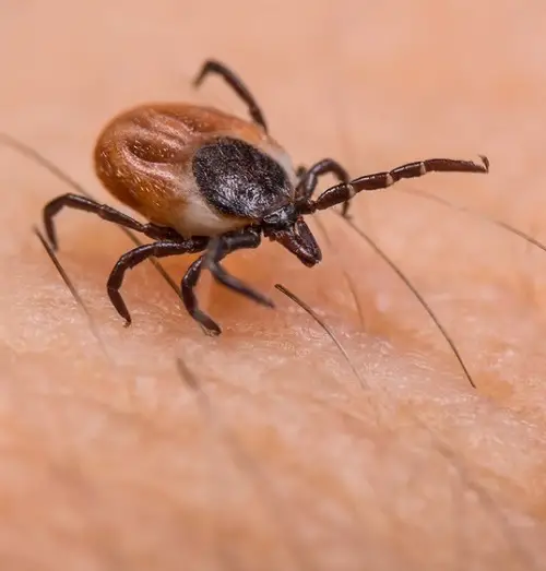 Small Insects in the Home Near Windows That You Should Watch 