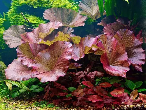 tiger lotus Plants for a Koi Pond 