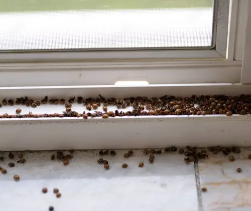  Tiny Bugs in House Near Windows You Need to Look Out For