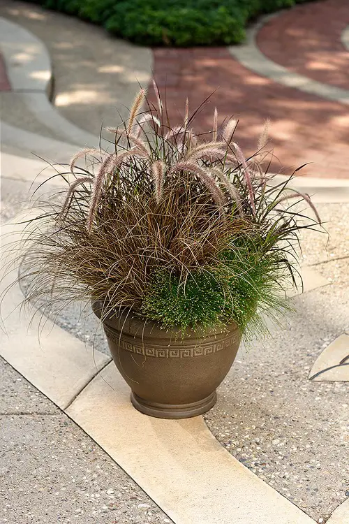 Top Fillers Plants for Garden and Home Use