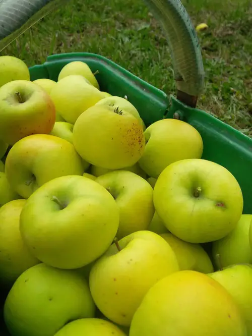 Types of Green Apple Varieties