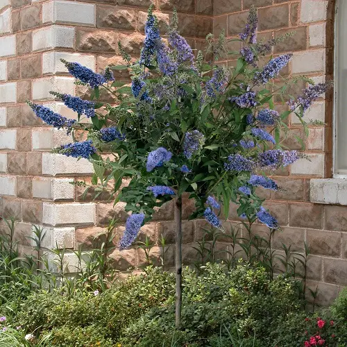 best Lovely Trees with Blue Flowers 
