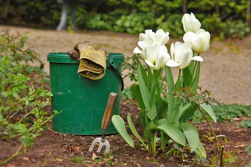 Gorgeous April Birth Month Flower in garden 