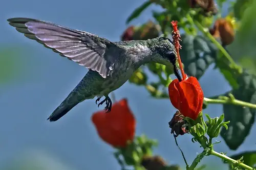 lovely Plants That Attract Hummingbirds in Florida 3