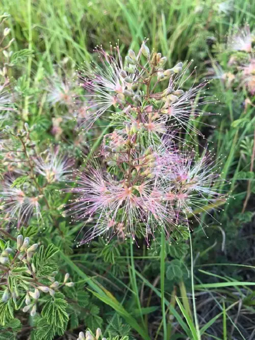 Top best Calliandra Plant Varieties