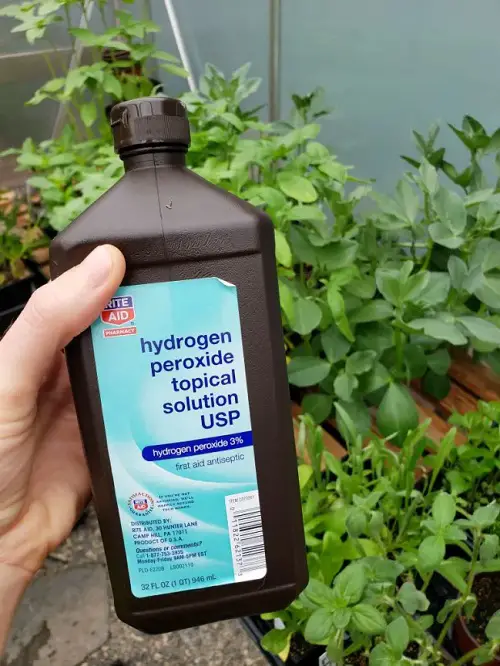 Ways to Get Rid of Powdery Mildew 10