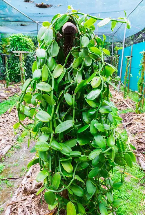 beautiful Plants to Grow in Your Edible Tropical Garden
