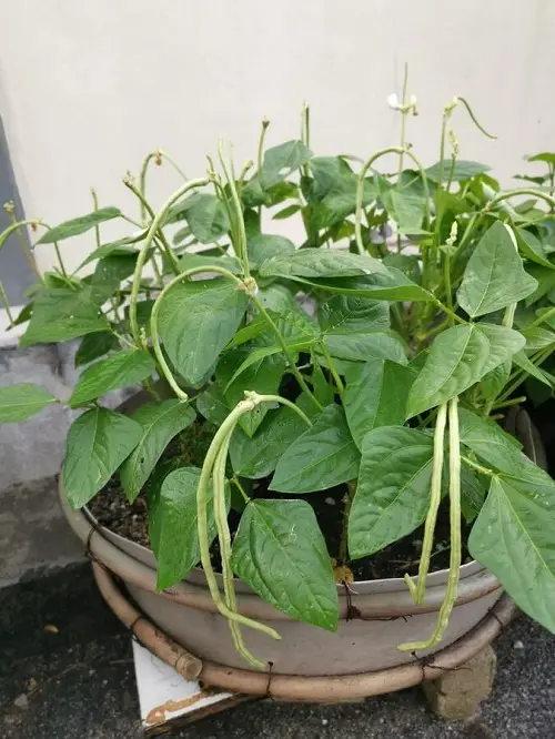 'B'-Starting Vegetables