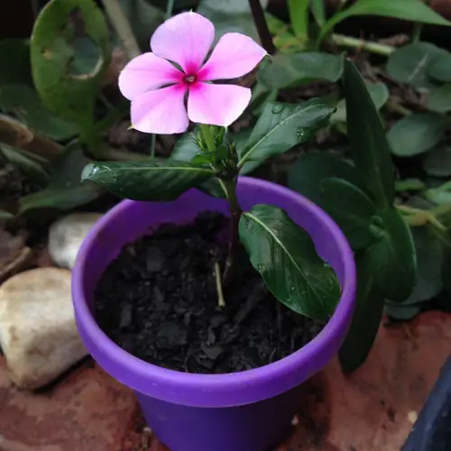 The Best Blossoms to Grow from Cuttings