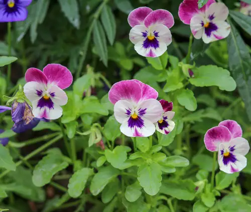 lovely Pink and Blue Flowers 9