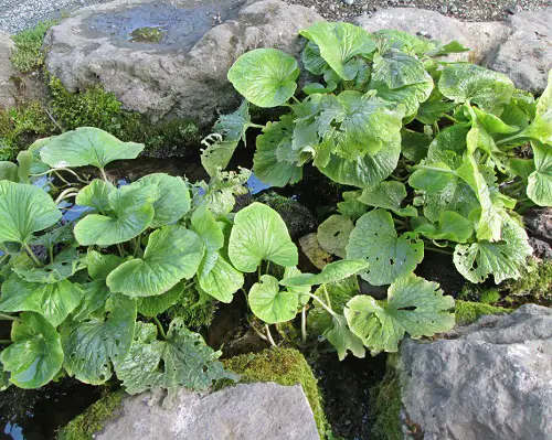 Plants for Your Tropical Edible Garden