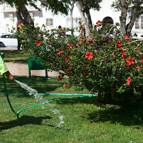 Hibiscus Flowering Tips 2