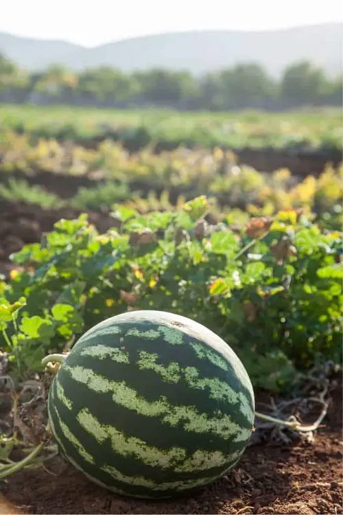 Is Watermelon a Fruit or a Vegetable
