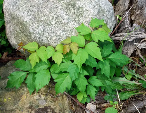 What Does Poison Ivy Look Like