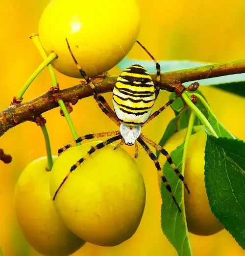 Banana Spider Facts