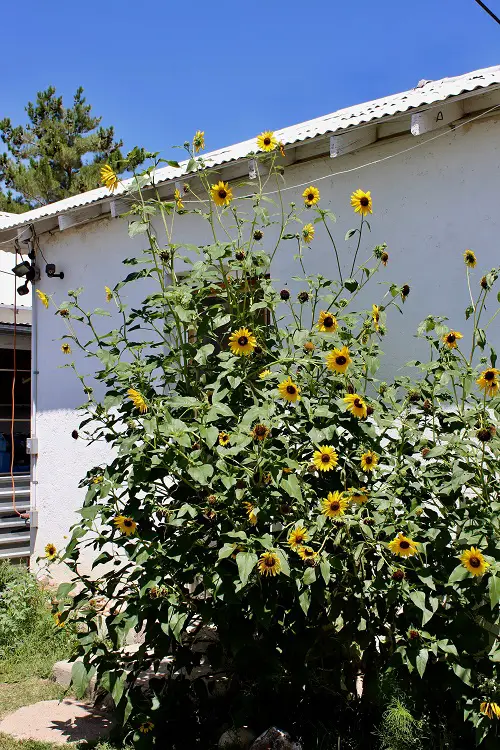 Do Sunflowers Bloom in Texas