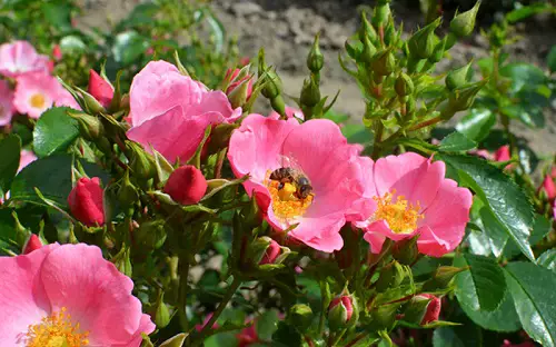 Plants That Draw Bees2