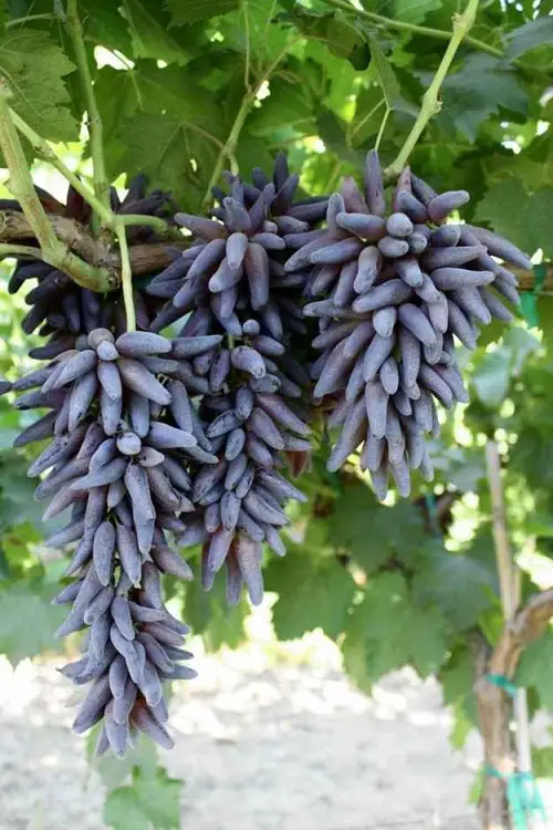 Most Strangest Fruits to plant