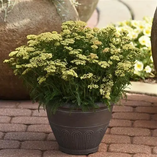 Bee-Attractive Plants