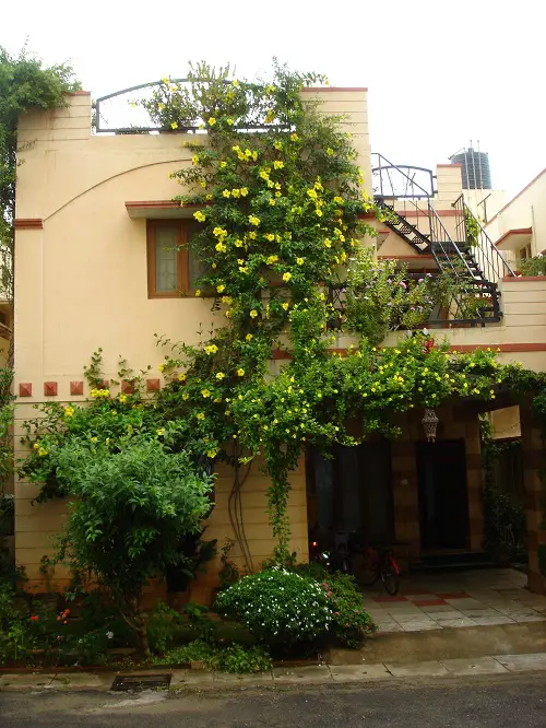Stunning Climbers and Vines for the Patio and Balcony