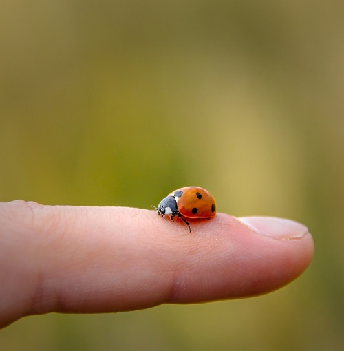 Different Colors of Ladybugs and Their Symbolic Meaning