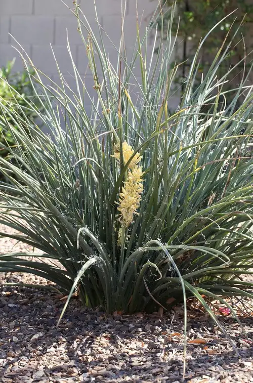 Types of Yucca Plant Varieties