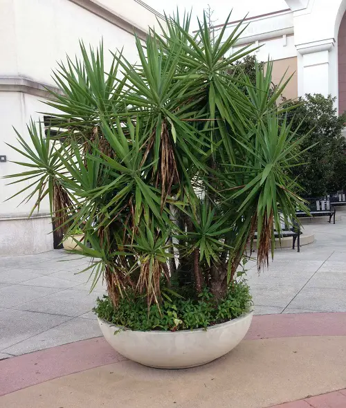Amazing Thriller Plants for Your Home