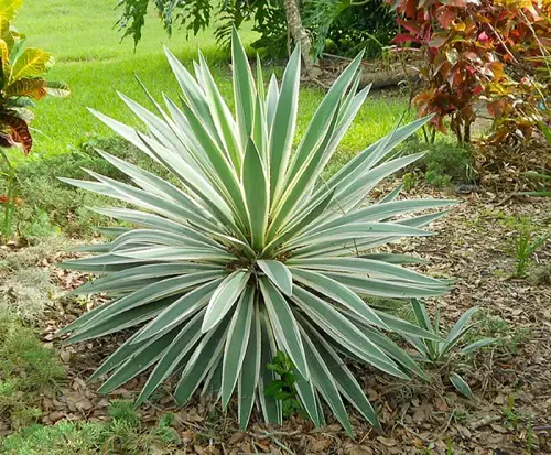 Different of Yucca Plant Varieties 1