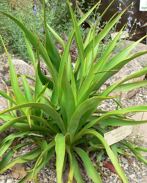 types of Yucca Plant Varieties