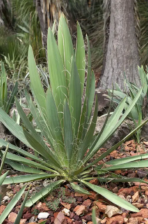 Different Types of Yucca Plant Varieties 