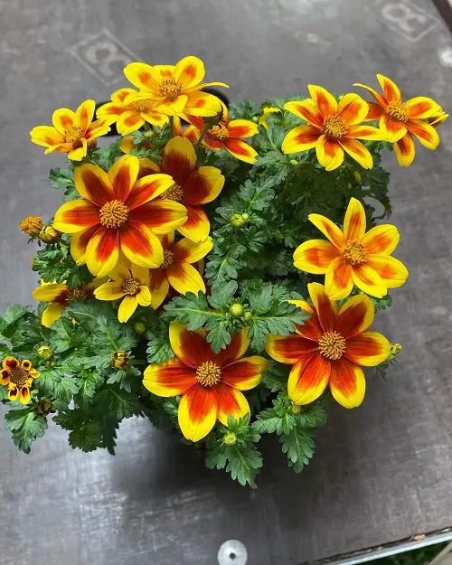 Marigold-Looking Flowers 2