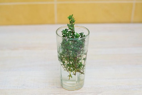 Herbs that Grow from One Cutting of Water