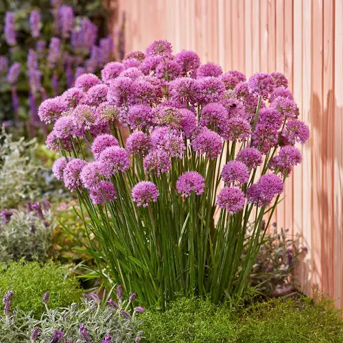 Bad Companion Plants for Garlic
