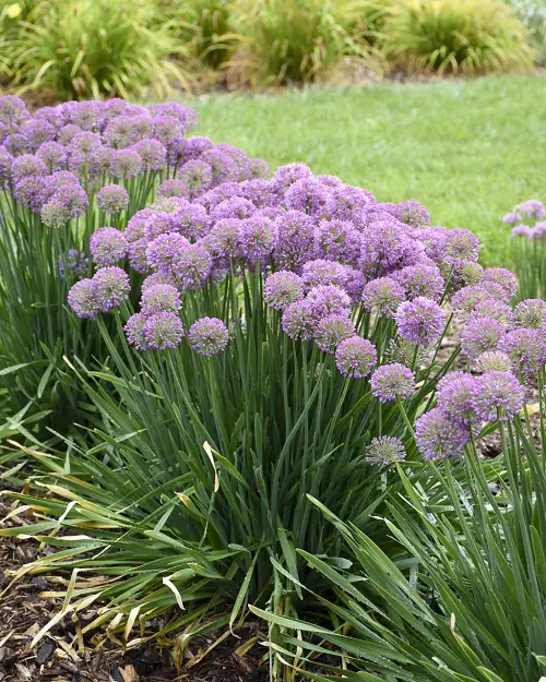 Purple Perennial Flowers