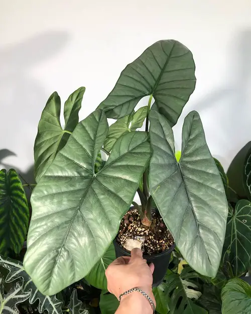 Taking Care of Alocasia Corazon