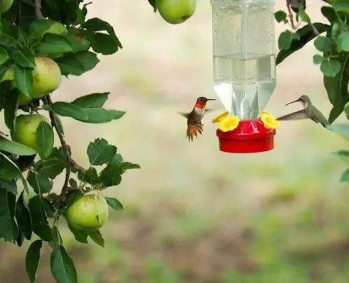 Inventive Recipes for Hummingbird apple 