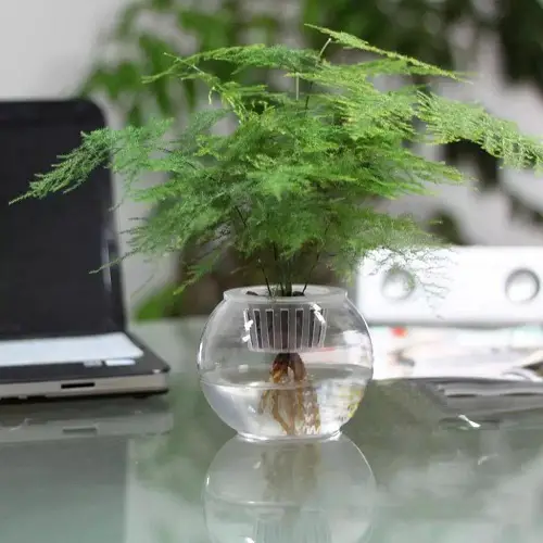 Asparagus Fern Grow in Water2