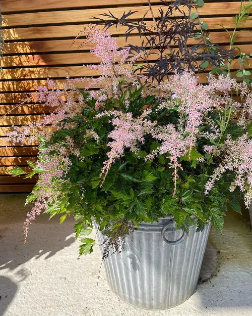 Summertime Blooming Perennials