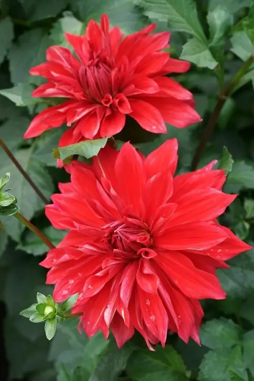 Gorgeous Red Dahlia Varieties for a Landscape