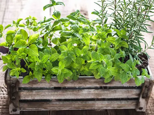 Rosemary Companion Plants basil