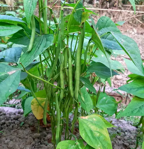 beans Best Watermelon Companion Plants