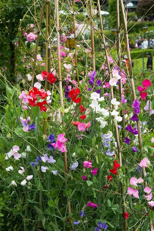 beautiful April Birth Month Flower