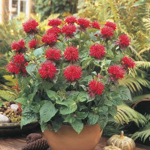 Best Mosquito Repelling Plants