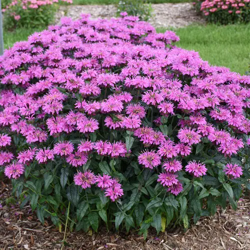  Perennial Flowers that Bloom All Summer
