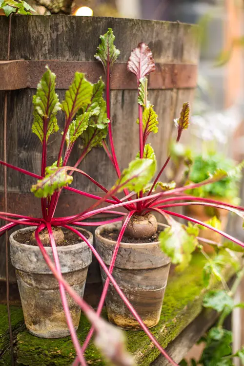 Vegetables for a Balcony and Patio Garden