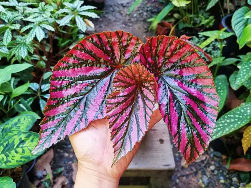 Best Pink Begonia Varieties 12