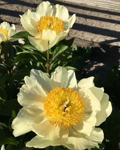 best Stunning Yellow Peony Plant Varieties for Gardens