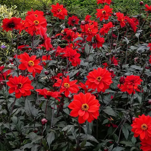 Red Dahlia Varieties for the Garden