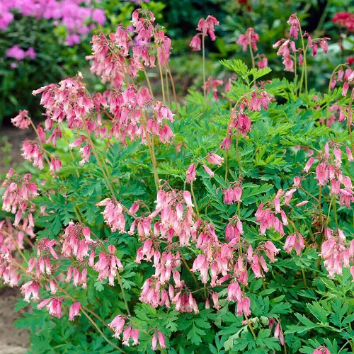 Summer Blooming Perennial Flowers